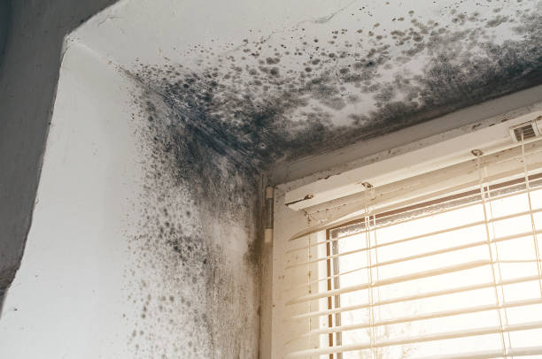 Affordable Basement Mold Removal solutions in Halifax, PA